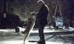 狗世界 电影在线观看,忠诚与勇气的电影之旅